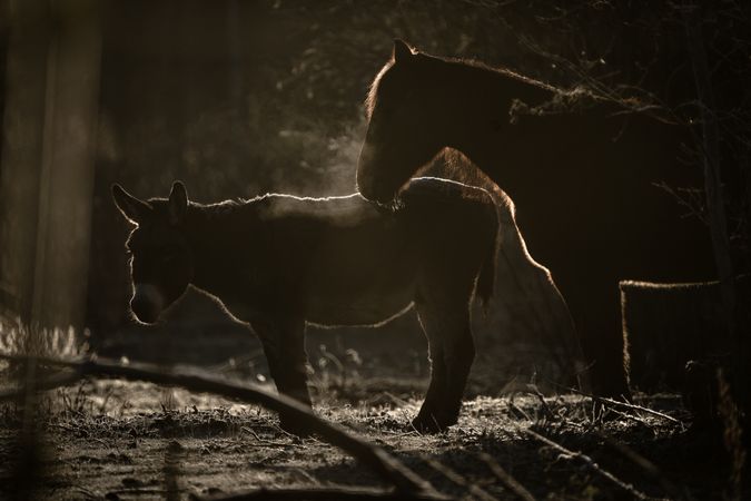 Donkeys in the fall