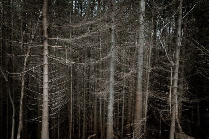 High tall trees in forest park