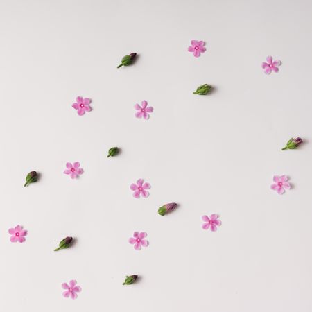 Pink flowers and buds pattern on light background