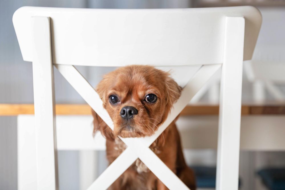 Cavalier spaniel poking head through chair
