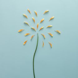 Orange petals and stem on blue background