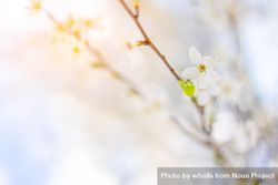 Delicate cherry blossom flower, landscape 5oNrG0