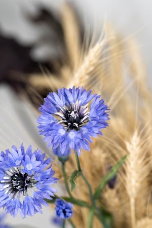 Purple Dried flowers, educational still life for drawing
