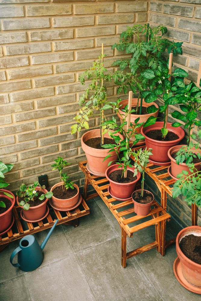 Vegetable garden on balcony corner of apartment with plants growing on ceramic pots