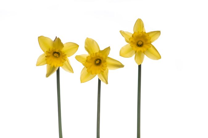 Three blooming Daffodils at a light background