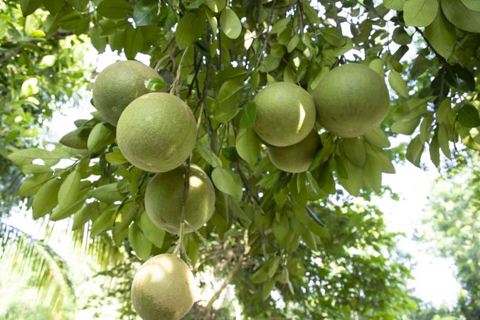 Green Pomelo (Citrus grandis) Pomelos are the most prominent fruits oranges  hanging on the tree branch