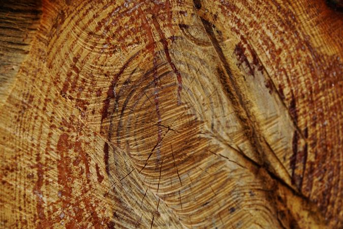 Texture of brown tree stump with growth rings