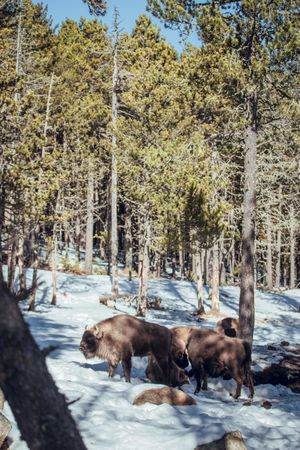 Buffaloes pasturing between trees and snow