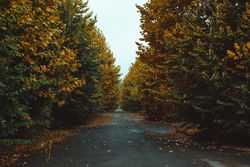 Asphalt road between autumn forest