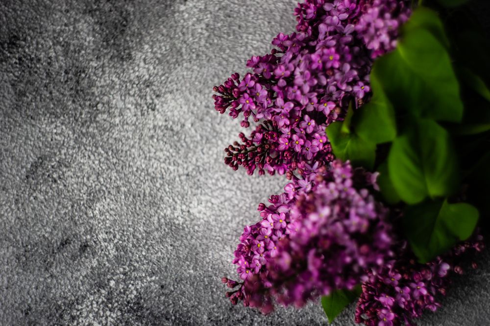 Top view of lilac flowers on grey counter