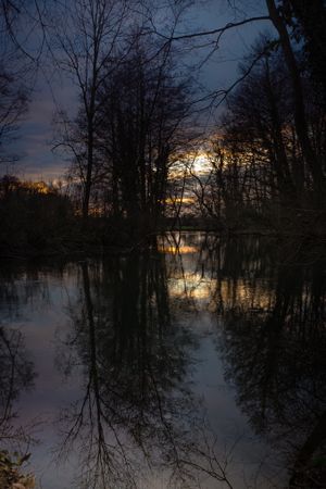 Tall trees reflected in dark swamp