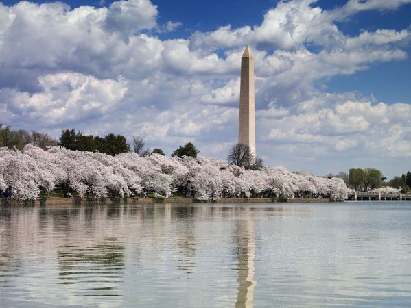 The Washington Monument pictured surrounded by cherry blossoms from the tidal basin, Washington, D.C