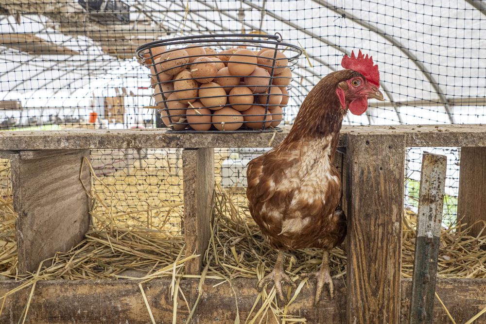 Copake, New York - May 19, 2022: Chicken next to basket of eggs
