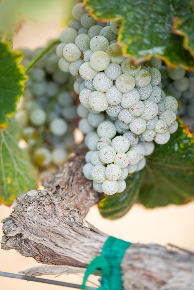 Vineyard with Lush, Ripe Wine Grapes on the Vine Ready for Harvest