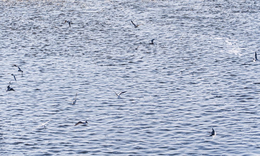 Gull birds over the Vltava river in Prague