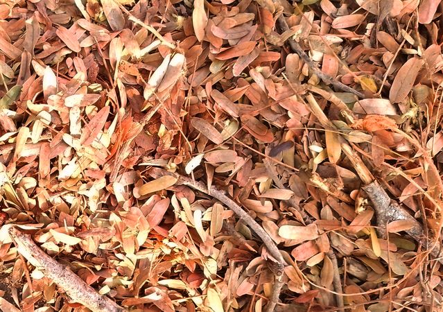 leaves scattered on the ground creating a natural textured autumnal floor covering