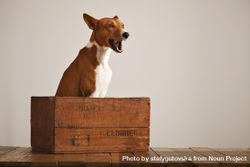 Dog barking in wooden box 4dBWa0