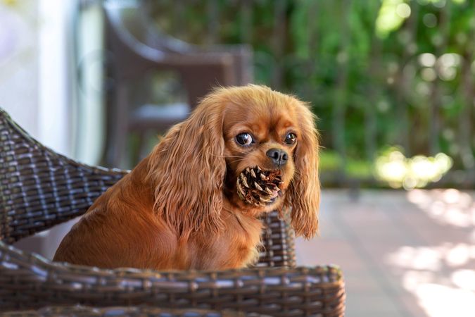 Cavalier spaniel with pinecone on chair