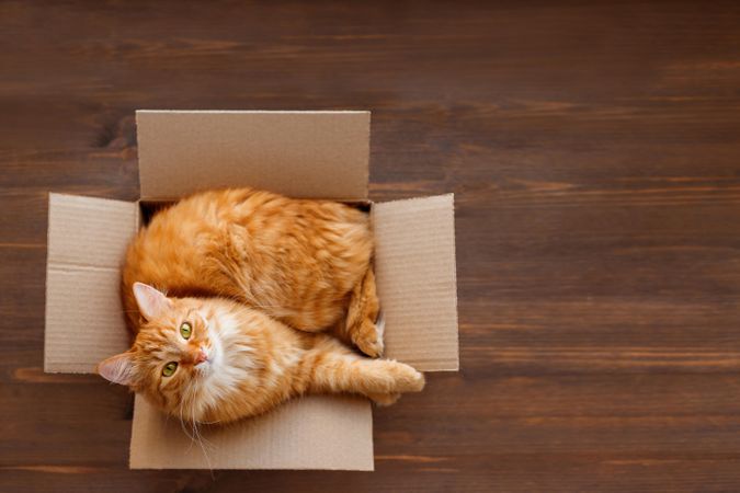 Cute ginger cat nestled in cardboard box on wood floor
