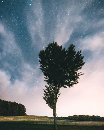 Lone tree under night airglow