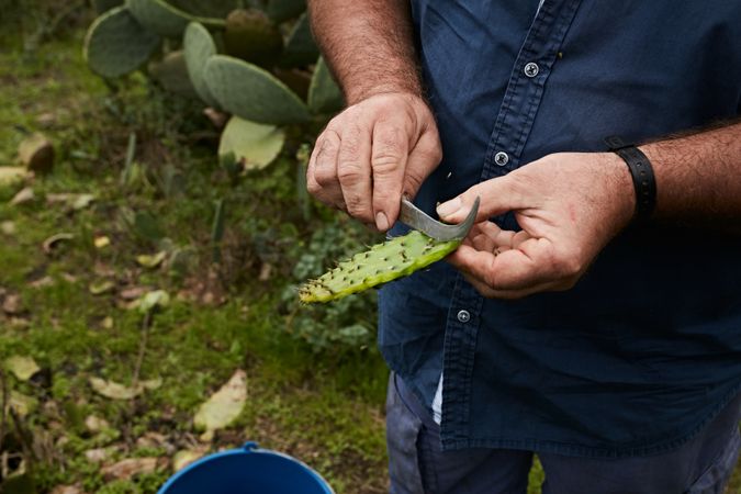 Man peeling sweet pear cactus