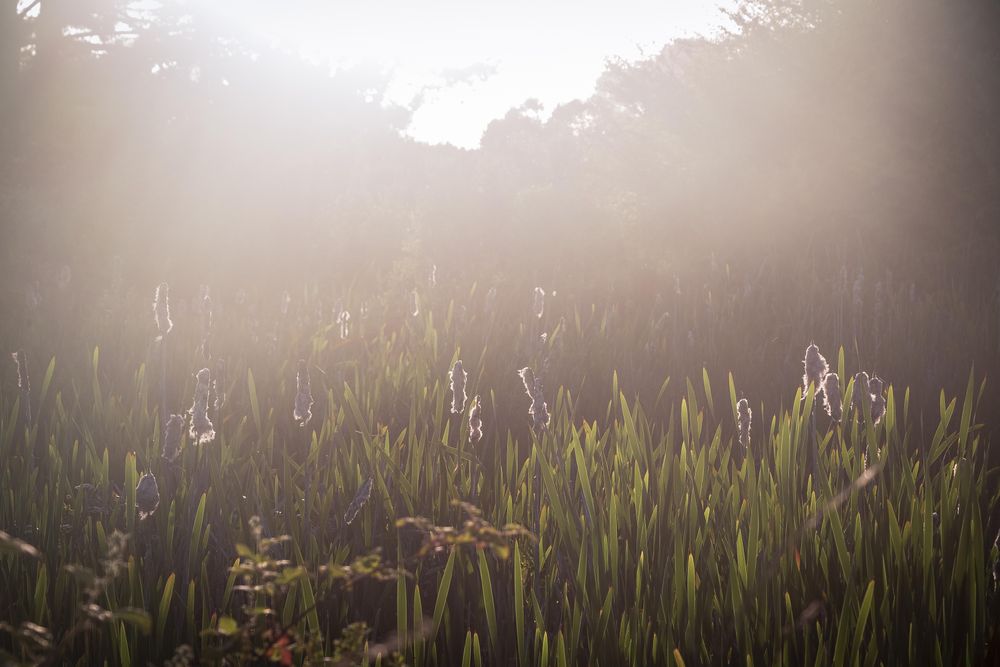 Misty morning haze with green grass