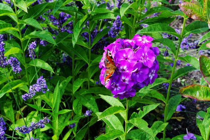 Various flowers growing in garden