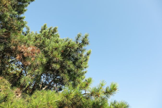 Beautiful pine tree against clear blue sky