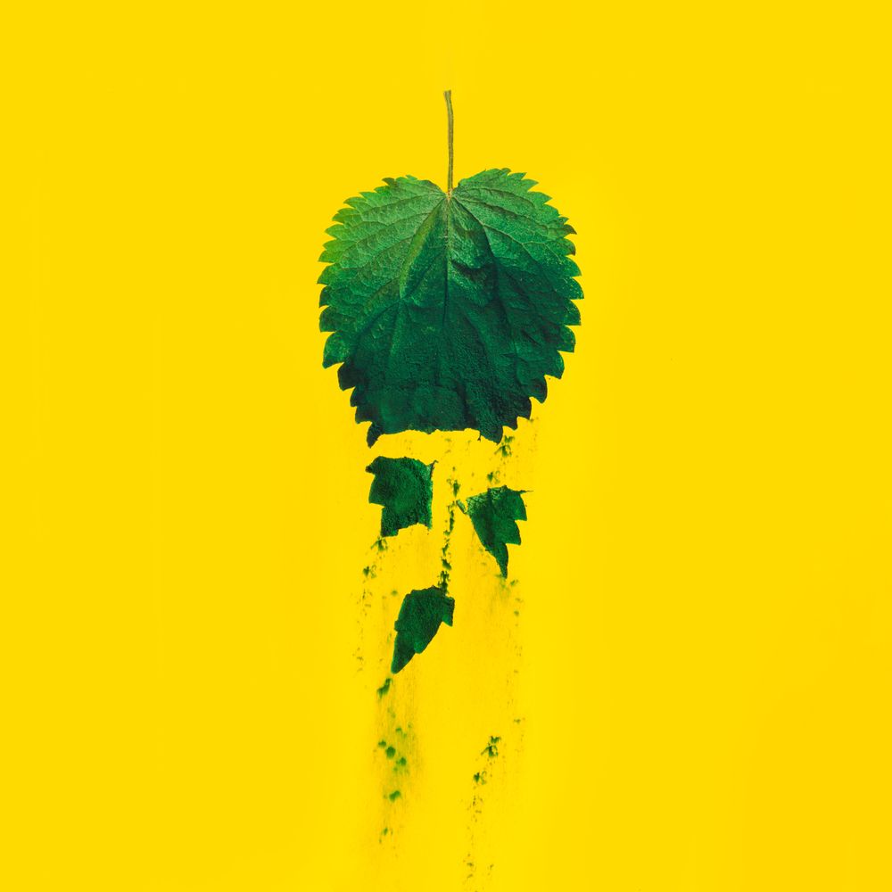 Nettle leaf falling apart with green dust on yellow background
