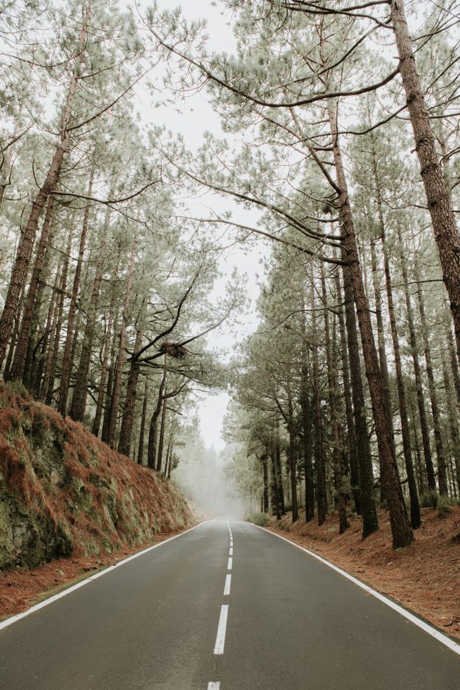 Asphalt road in foggy forest