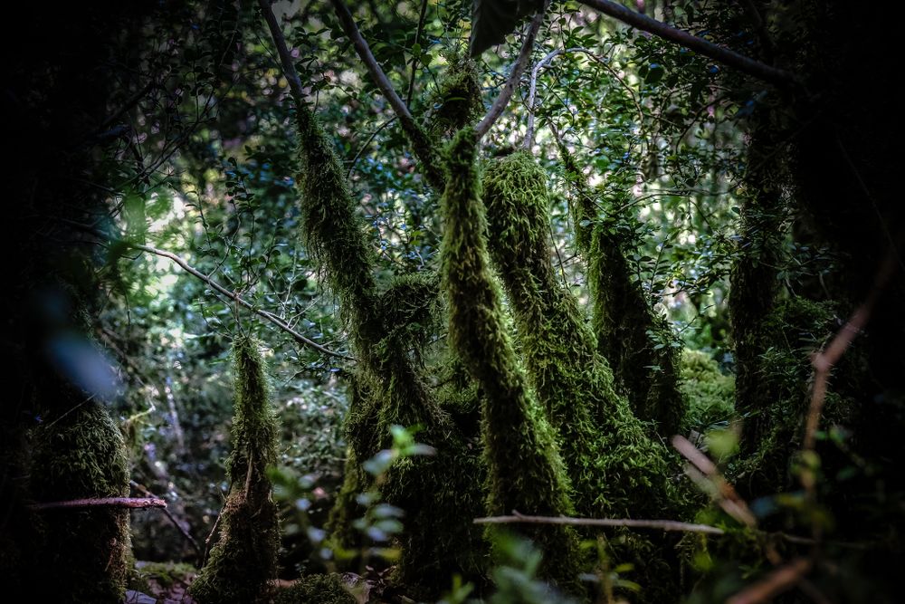 Mossy base of tree