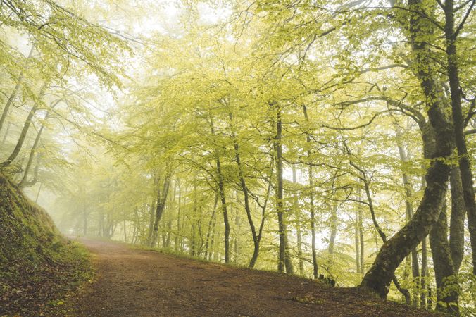 Path in green forest