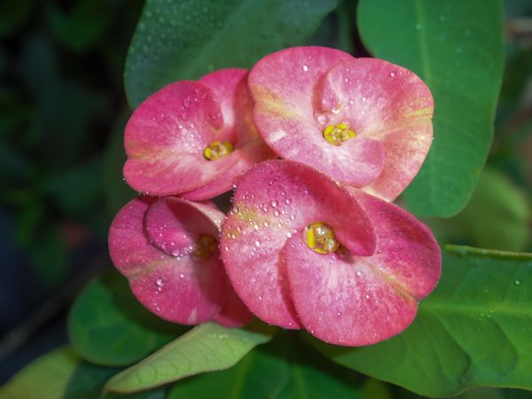 euphorbia flower