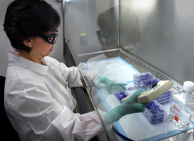 Female scientist shown performing a virus plaque assay