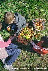 Looking down at children and older woman putting apples inside of baskets 4BaVvB