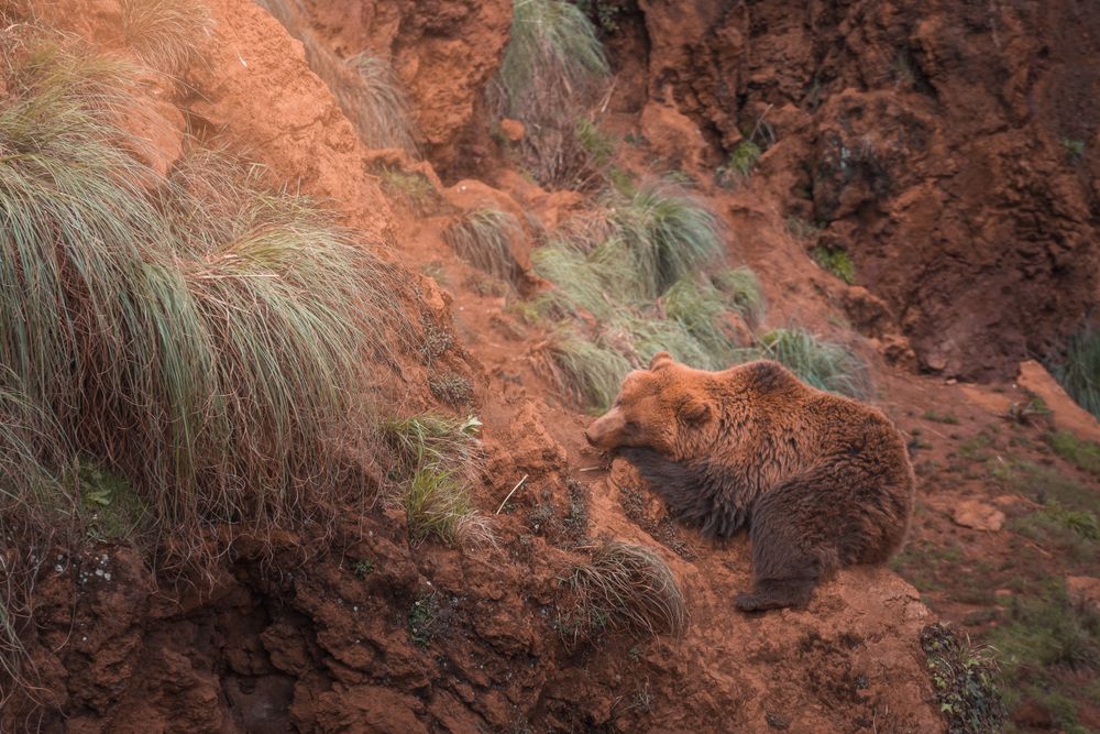 Brown bear walking in rocky terrain