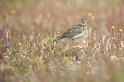 Wild Crested lark bird on rock between plants