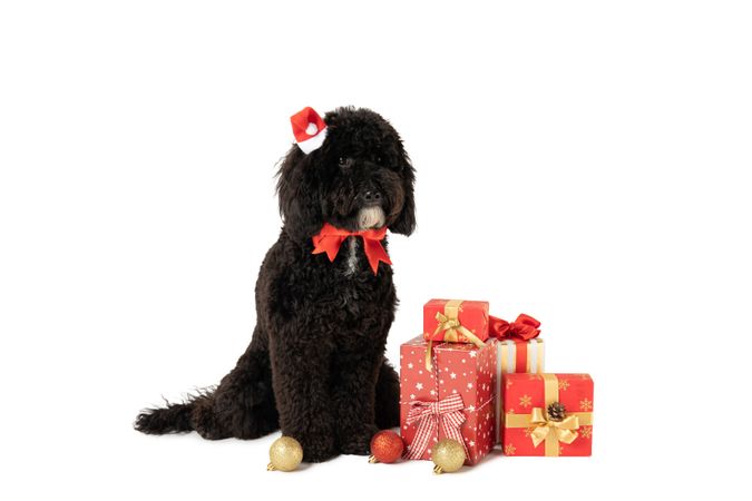 Concept of Merry Christmas, funny Christmas dog, isolated on light background