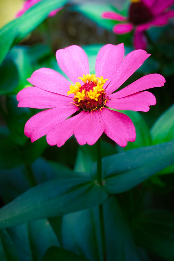 the vibrant beauty of a Cosmos caudatus flower, commonly known as kenikir