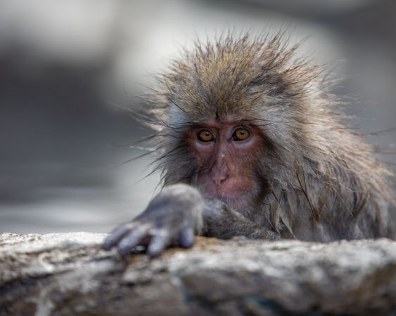 Japanese macaque in close-up