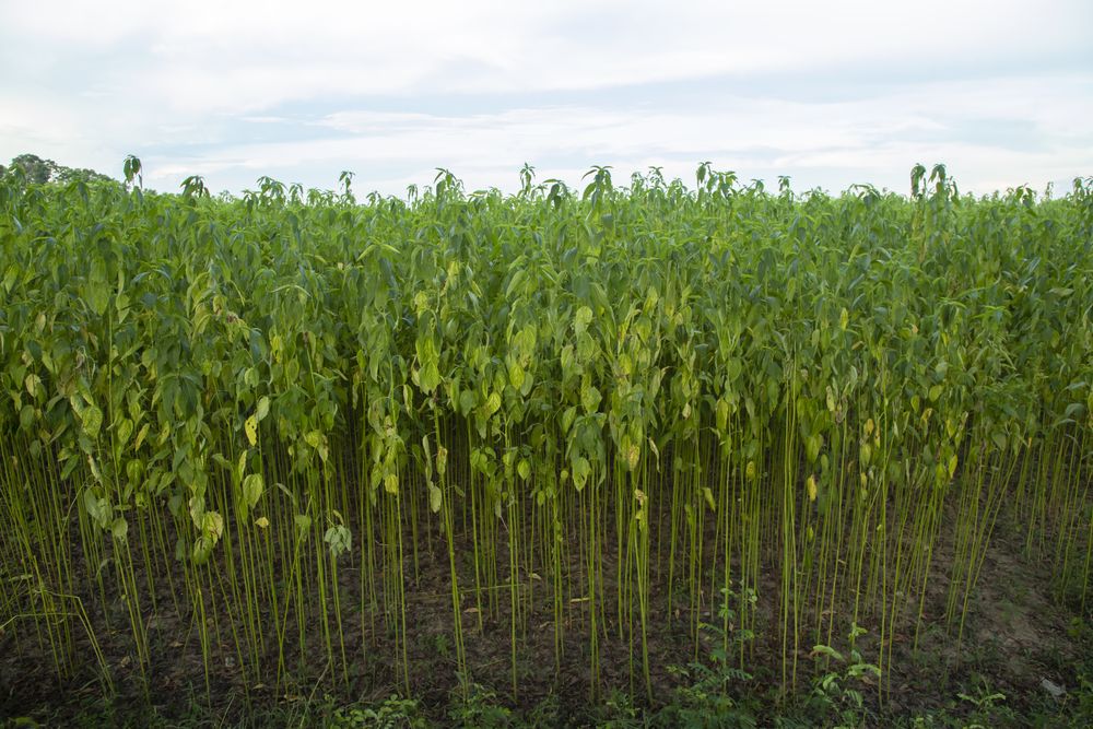 Green jute Plantation field.  Raw Jute plant Texture background. This is the Called Golden Fiber in Bangladesh