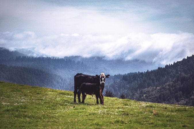 Cow and calf standing in grass field in the mountains