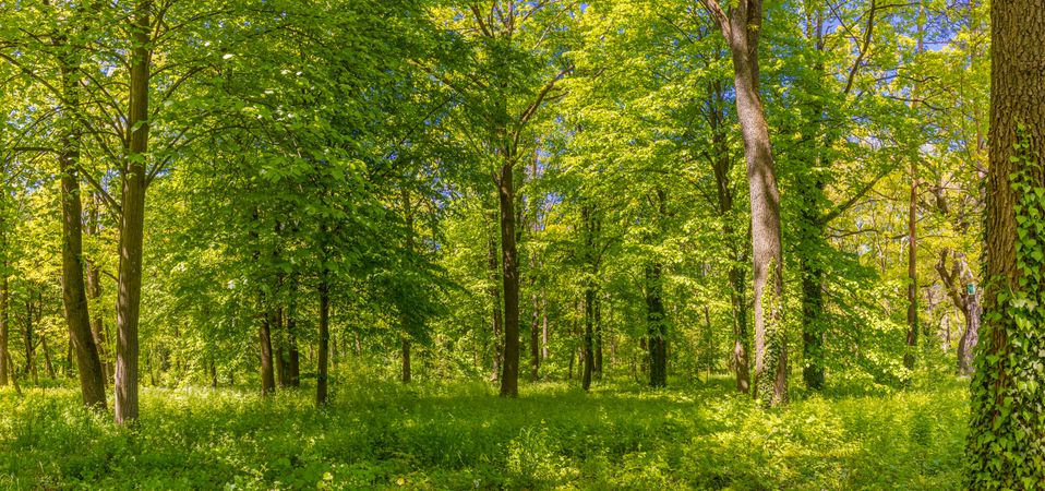 Banner shot of woods with many trees