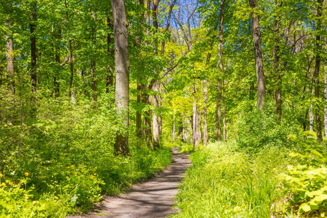 Bright green forest with walking path