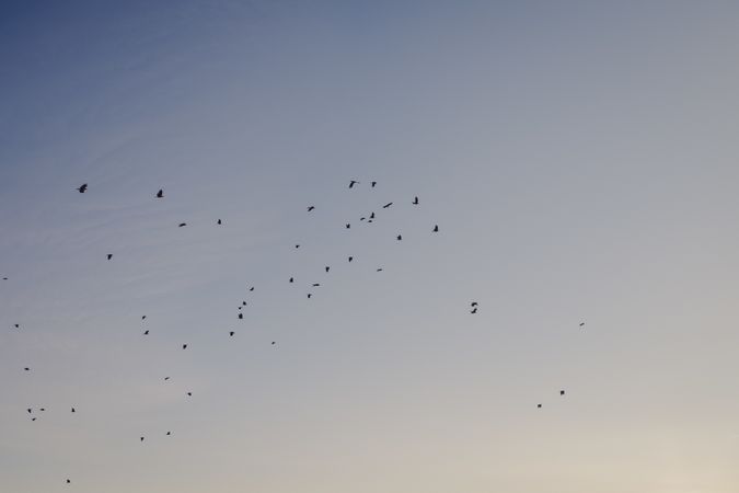 Flying birds in clear sky
