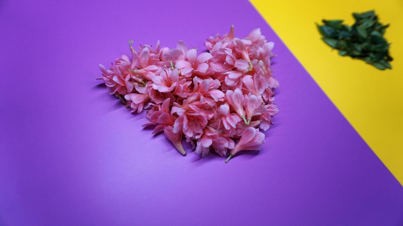 Heart-shaped pink petals and heart-shaped leaves
