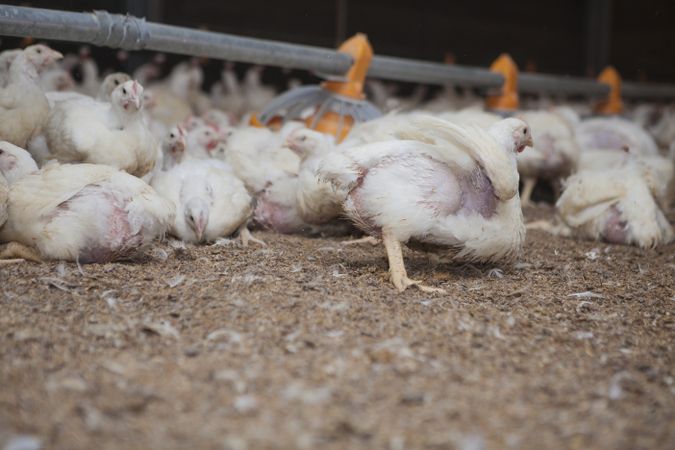 Poultry at chicken farm