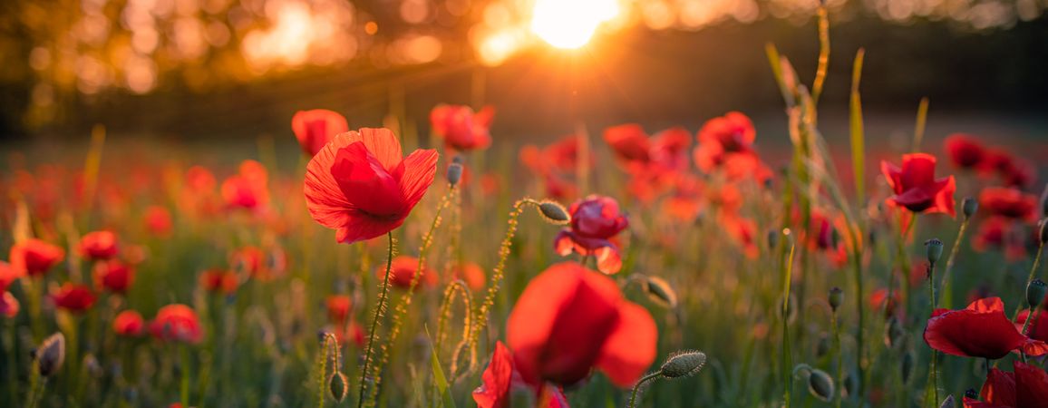 Poppies in a field at sunset, wide