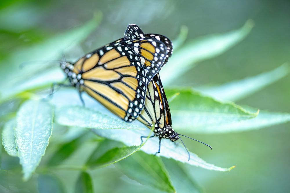 Mating Behavior of Endangered Monarch Butterflies on Green Foliage.