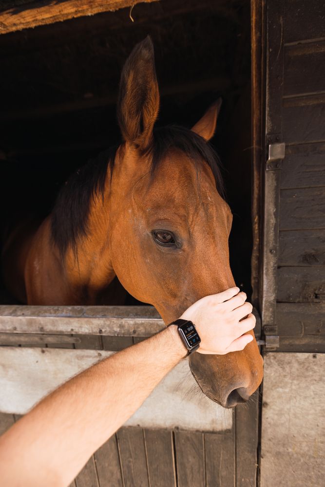 Person petting chestnut horse in wooden stable